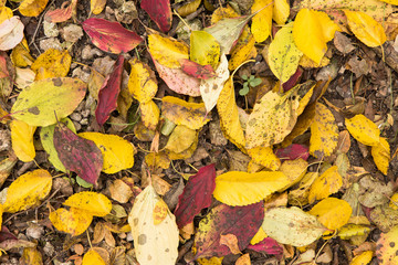 Red and Orange Autumn Leaves Background