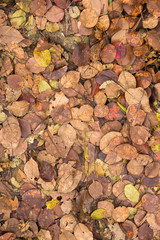 Red and Orange Autumn Leaves Background