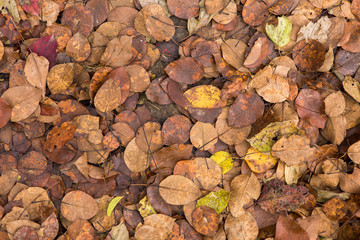Red and Orange Autumn Leaves Background, Golden autumn in warm colors