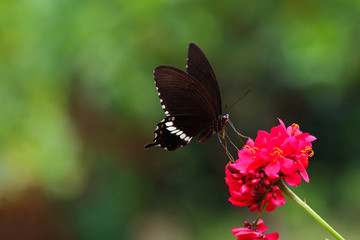 Beautiful color butterfly and flower on green background