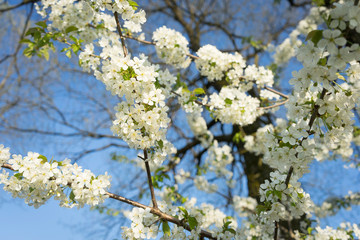 Kirschblüten im Frühling