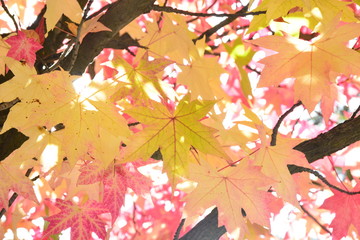 colorful leaves autumn background
