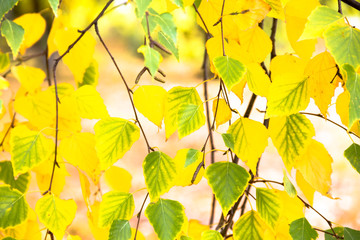 Yellow and green autumn birch leaves, background
