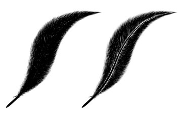 Beautiful feather. Black feather on white background.