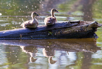 Wood duck babies in summer