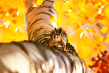  beautiful funny squirrel sits high on a tree in an autumn Park against a bright yellow foliage and...
