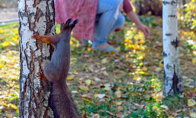 A curious squirrel on a tree looks at people.