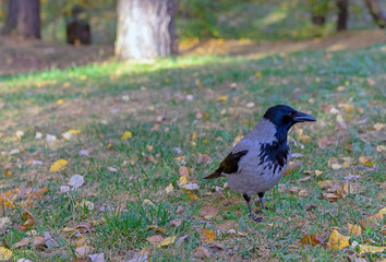 Crow among the grass and yellow leaves in the city park.