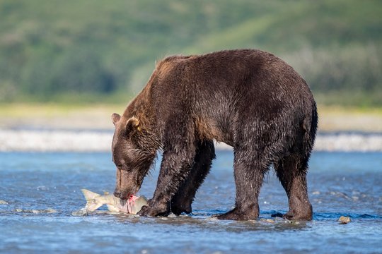 Brown bear (Ursus Arctos) with caught salmon in river, Katmai National Park, Alaska, USA, North America