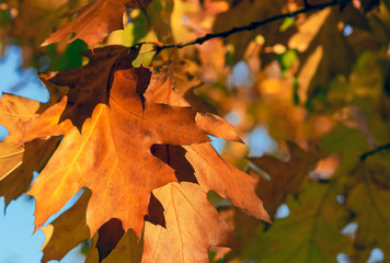 Bright leaves of maple in the autumn city park.