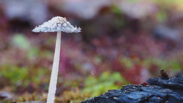Small Inkcap Fungi with frilled cap. Coprinopsis.  