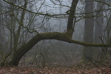 een omgewaaide boom op een donkere, mistige morgen in de Kruisbergse bossen
