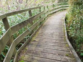 Boardwalk in undergrowth