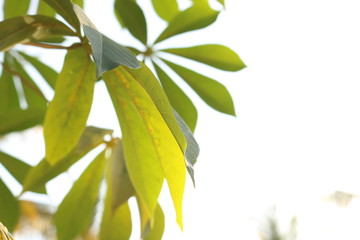sweet potatoes leaf looks from below in bright day 01