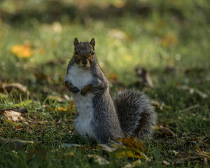 Squirrel in the park