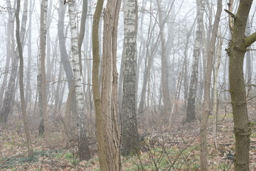 berken, acacia's en eik op mistige winterochtend op een heuvel in de Kruisbergse bossen