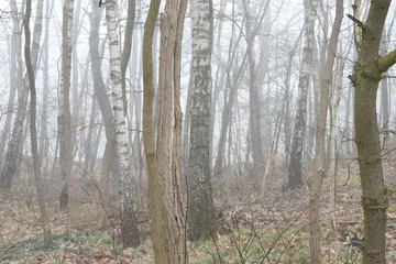 Fototapeten berken, acacia's en eik op mistige winterochtend op een heuvel in de Kruisbergse bossen © henkbouwers