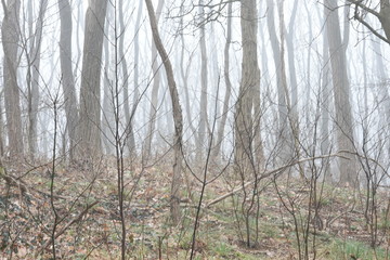acacia's en opslag op mistige winterochtend op een heuvel in de Kruisbergse bossen