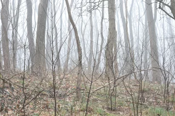 Foto auf Leinwand acacia's en opslag op mistige winterochtend op een heuvel in de Kruisbergse bossen © henkbouwers