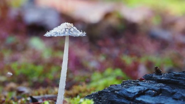 Small Inkcap Fungi with frilled cap. Coprinopsis.  