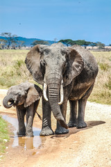 Obraz premium Cow / Mother elephant with baby drinking water on sand road during serengeti trip through safari Tansania / Africa