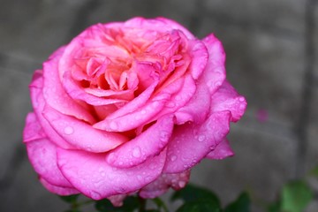 Rose nach dem Regen