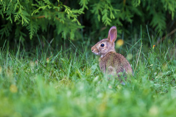 cute cottontail bunny portrait