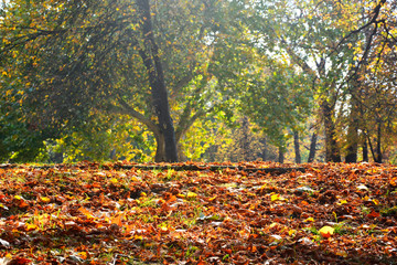 autumn leaves,leaves,color leaves,autumn,Leaves in the grass,autumn leaves in the grass,autumn leaves falling
