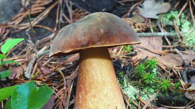 Brown Bolete Fungi. Zooming in. 