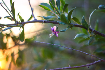 A violet flower on a tree at sunset