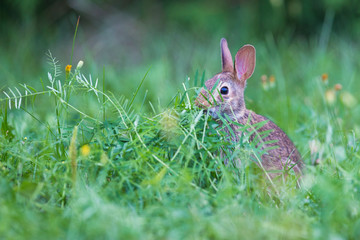 Naklejka na ściany i meble cute cottontail bunny portrait