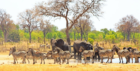 Panoramic view of a waterhole on the Makololo plains with elephants and zebras congregating in the heat - heat haze is visible. Hwange National Park, Zimbabwe - obrazy, fototapety, plakaty