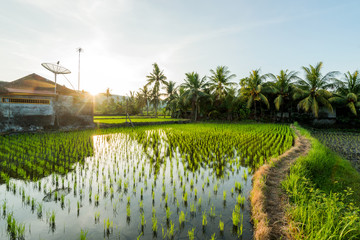 rice fields farm asia terraces