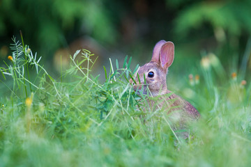cute cottontail bunny portrait
