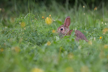 cute cottontail bunny portrait