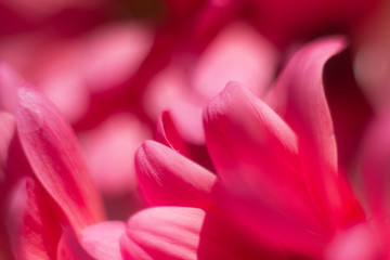 Fototapeta premium closeup of red flower