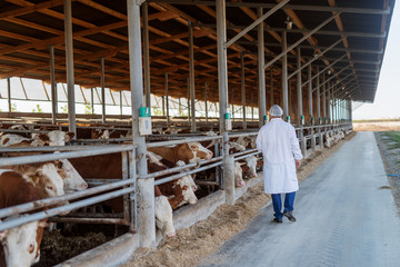 Veterinarian checking cows at cow farm.