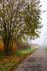 road in the forest