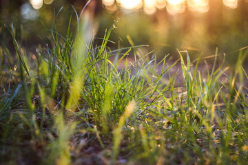green grass and sun