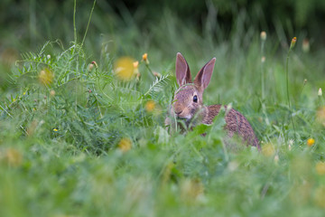 cute cottontail bunny portrait