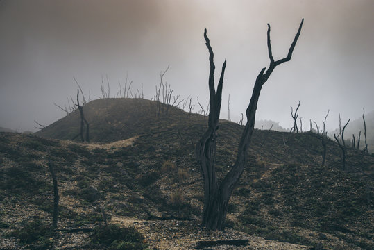 landscape of natural elements, burnt forest in fog and smoke