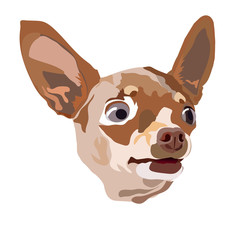 Vector illustration of chihuahua dog