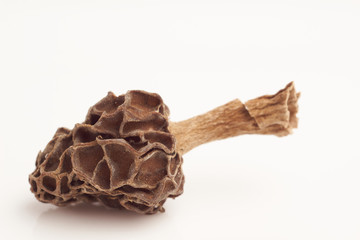 Morel mushrooms on white background macro