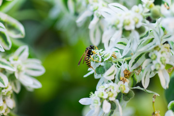 Wasp collects pollen from a flower