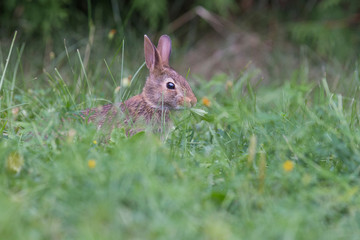 cute cottontail bunny portrait