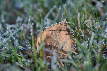 frozen autumn leaves