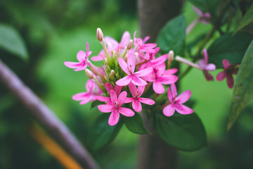 Fototapeta premium American beauty flower, Pink ruspolia.