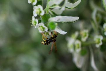 Wasp collects pollen from a flower