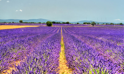 Naklejka na ściany i meble Lavender field in Provence, France