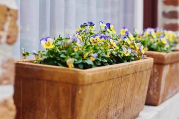 Pansy flowers in flower pot outside on a windowsill